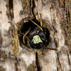 Maskenbiene Hylaeus hyalinatus, M Maskenbiene Hylaeus hyalinatus, M