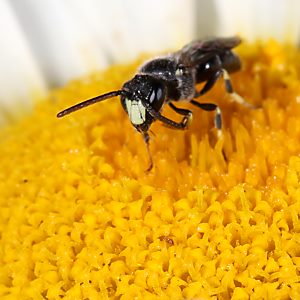 Hylaeus hyalinatus, M