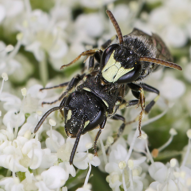 Hylaeus hyalinatus, M