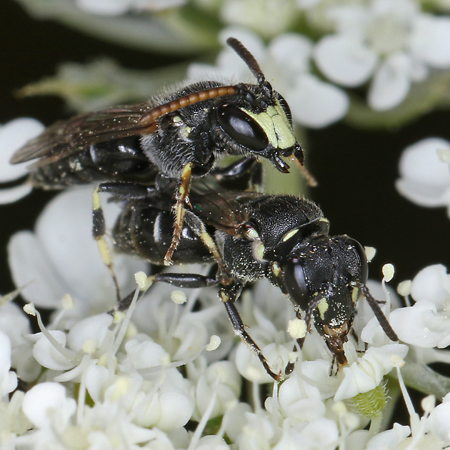 Hylaeus hyalinatus, M