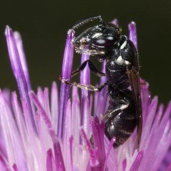 Maskenbiene Hylaeus nigritus Maskenbiene Hylaeus nigritus
