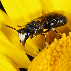 Hylaeus nigritus