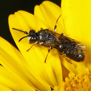 Hylaeus nigritus