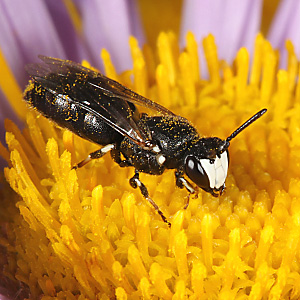 Hylaeus nigritus