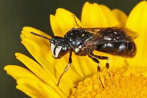 Hylaeus nigritus