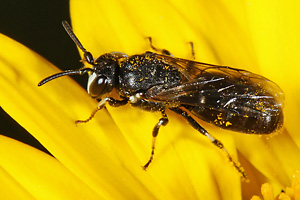Hylaeus nigritus