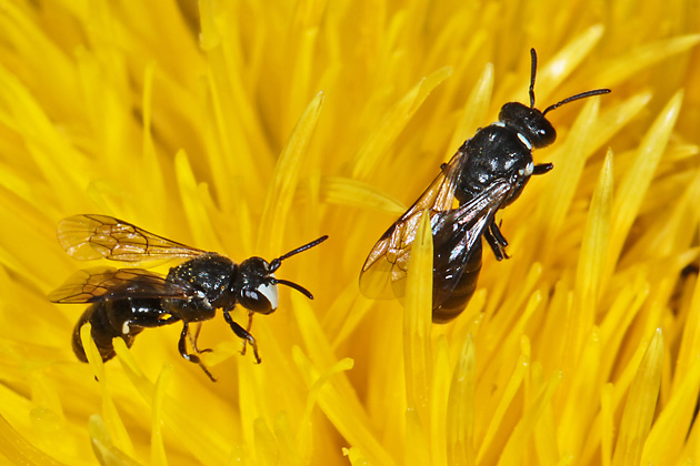 Hylaeus nigritus