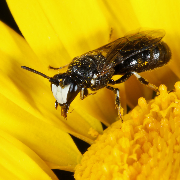 Hylaeus nigritus, M
