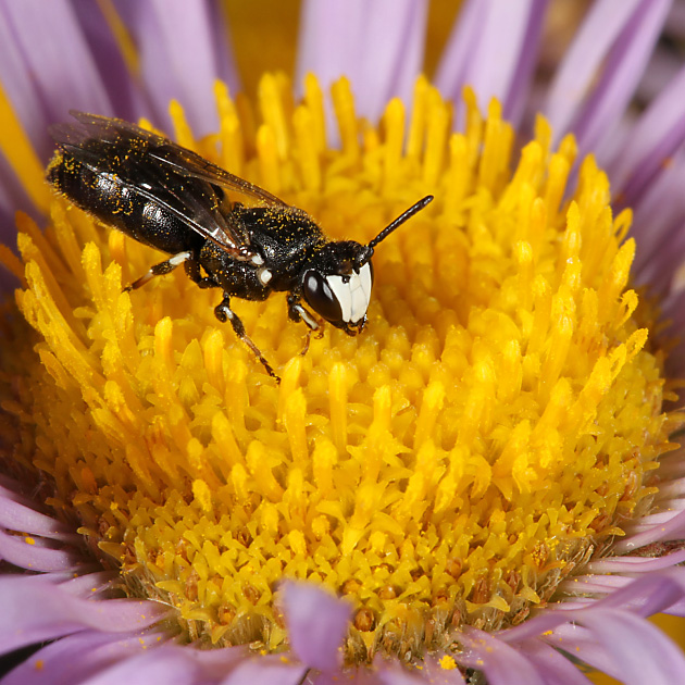 Hylaeus nigritus, M