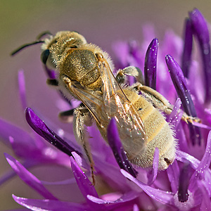 Halictus pollinosus, W