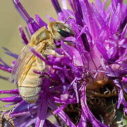 Halictus pollinosus, W