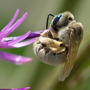 Halictus pollinosus, W