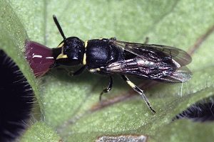 Maskenbiene Hylaeus punctulatissimus Maskenbiene Hylaeus punctulatissimus
