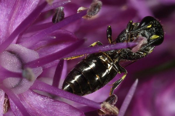 Urbiene Hylaeus punctulatissimus, W Urbiene Hylaeus punctulatissimus, W