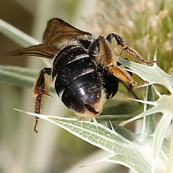 Halictus quadricinctus, W (Kaiserstuhl, 02.08.2015) Halictus quadricinctus, W