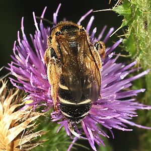 Halictus quadricinctus, W Halictus quadricinctus, W