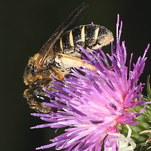 Halictus quadricinctus, W Halictus quadricinctus, W