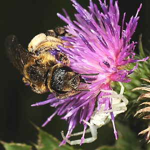 Halictus quadricinctus, W Halictus quadricinctus, W