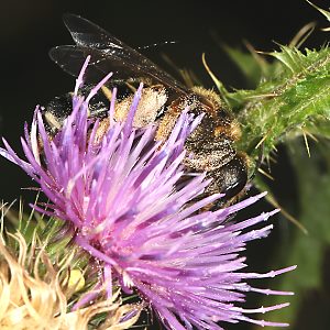 Halictus quadricinctus W Halictus quadricinctus, W
