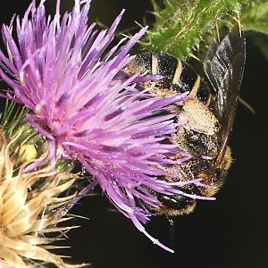 Halictus quadricinctus, W Halictus quadricinctus, W