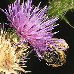 Halictus quadricinctus W Halictus quadricinctus, W