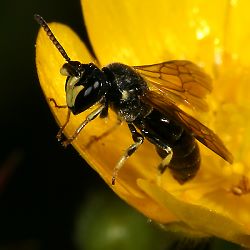 Maskenbiene Hylaeus rinki Maskenbiene Hylaeus rinki