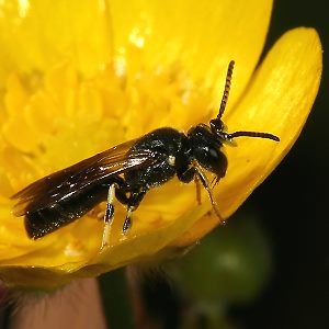 Urbiene Hylaeus rinki, M