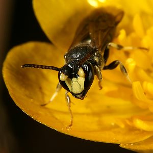 Maskenbiene Hylaeus rinki, M