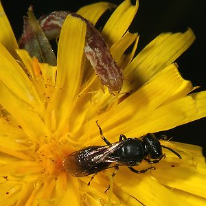 Maskenbiene Hylaeus rinki, W