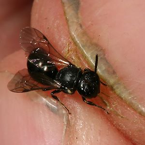 Urbiene Hylaeus rinki, W