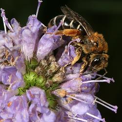 Furchenbiene Halictus rubicundus