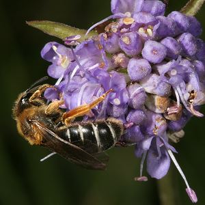 Halictus rubicundus, W