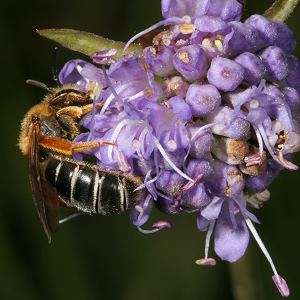 Halictus rubicundus, W
