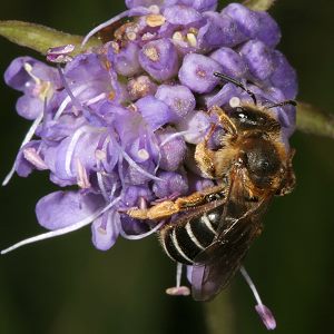 Halictus rubicundus, W