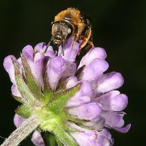 Halictus rubicundus, W