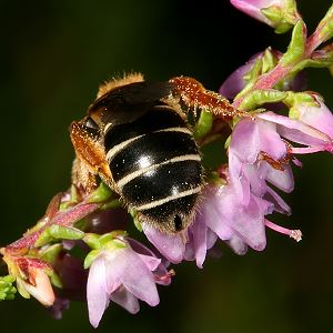 Halictus rubicundus, W
