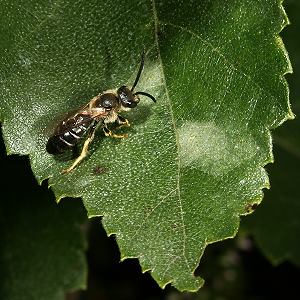 Halictus rubicundus, M