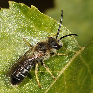 Halictus rubicundus, M
