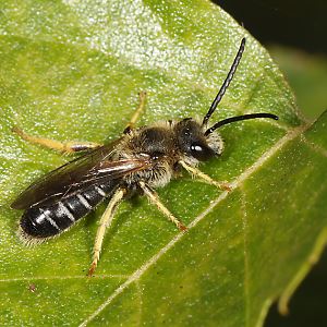 Halictus rubicundus, M