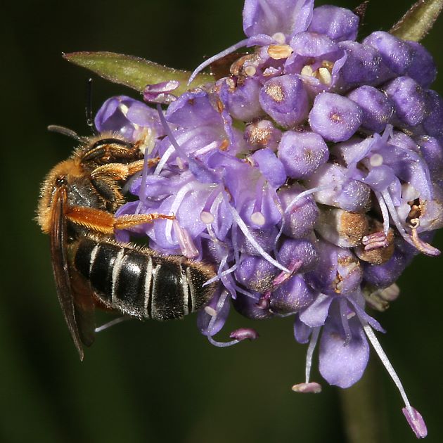 Halictus rubicundus, W