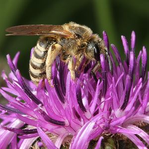 Halictus scabiosae, W