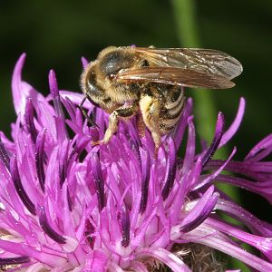 Halictus scabiosae, W