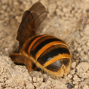 Halictus scabiosae, W Halictus scabiosae, W