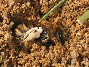 Halictus scabiosae, W