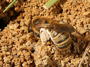 Halictus scabiosae, W Halictus scabiosae, W