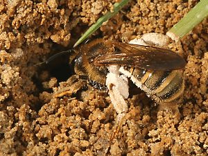 Halictus scabiosae, W Halictus scabiosae, W