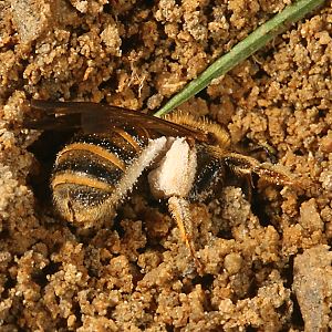 Halictus scabiosae, W Halictus scabiosae, W