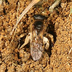 Halictus scabiosae, W, über dem Nesteingang Halictus scabiosae, W über dem Nesteingang