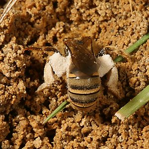 Halictus scabiosae, grabendes W