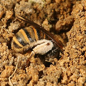 Halictus scabiosae, W Halictus scabiosae, W